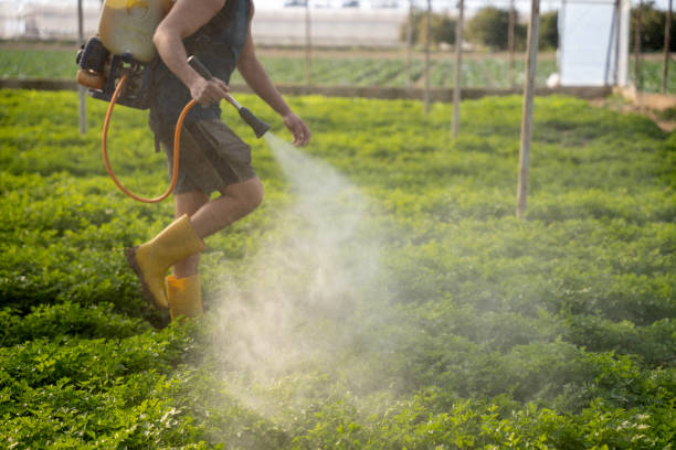 Best Pest Control for Restaurants  in Lacoste, TX