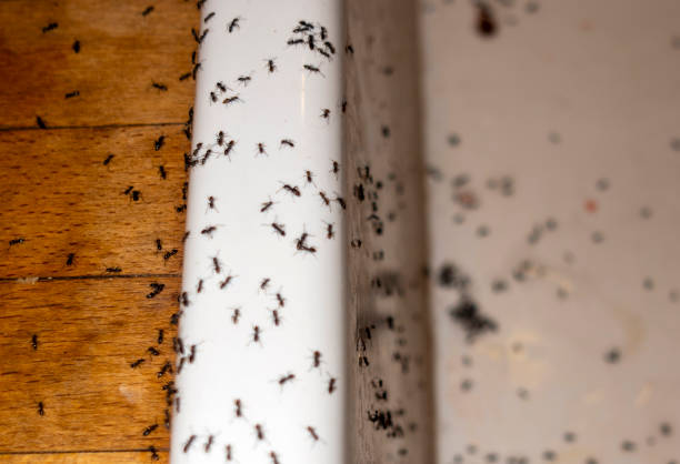 Best Best Pest Control Companies  in Lacoste, TX